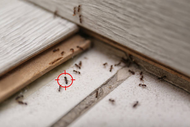 Best Pest Removal Services  in Highland, MD
