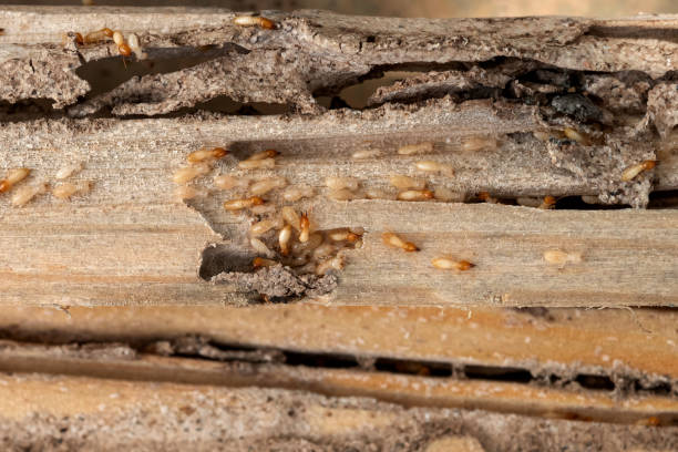 Best Pest Control Near Me  in Highland, MD